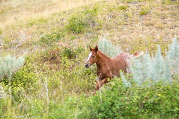 2020-08-Yellowstone-trip-west-1851