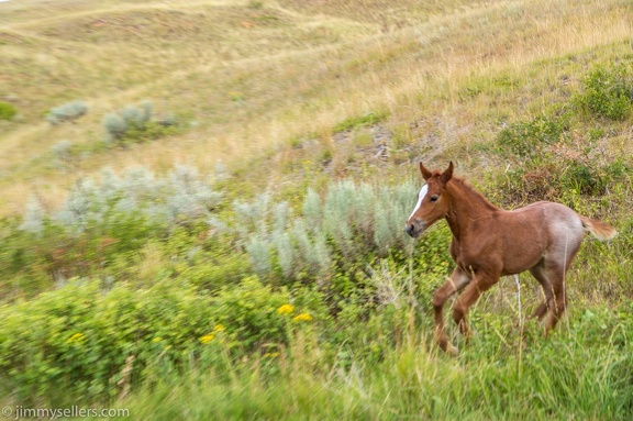 2020-08-Yellowstone-trip-west-1852