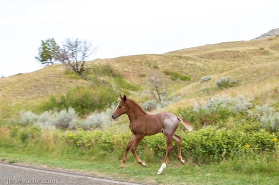 2020-08-Yellowstone-trip-west-1855