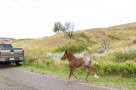 2020-08-Yellowstone-trip-west-1856