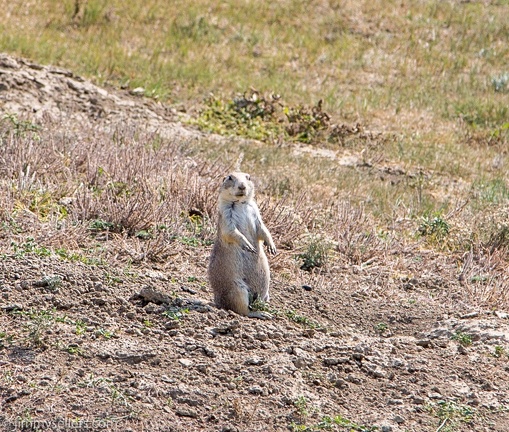 2020-08-Yellowstone-trip-west-1881