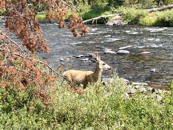 2020-08-Yellowstone-trip-west-iphone-3156