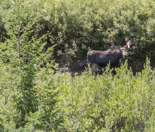 2020-08-Yellowstone-trip-west-290