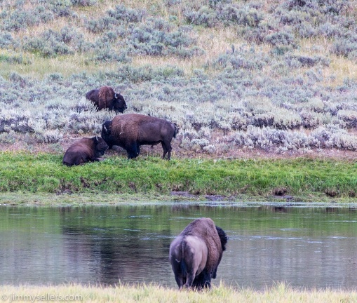 2020-08-Yellowstone-trip-west-397