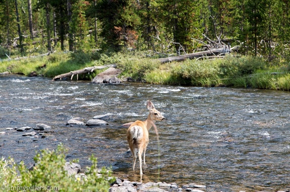 2020-08-Yellowstone-trip-west-687