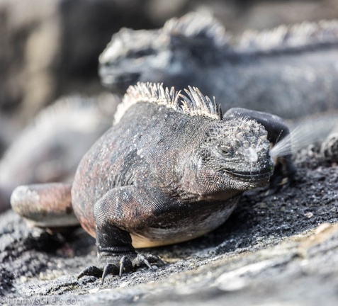 2019-08-Ecuador-Peru-409