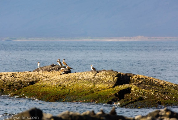 2019-08-Ecuador-Peru-484