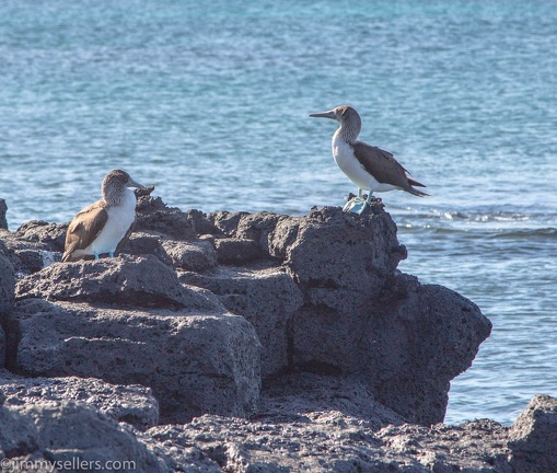 2019-08-Ecuador-Peru-786