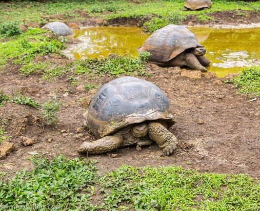 2019-08-Ecuador-Peru-953