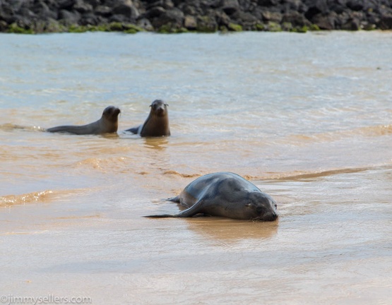 2019-08-Ecuador-Peru-1087