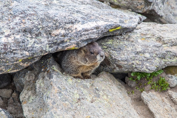 2019-07-Rocky-Mountain-National-Park-570