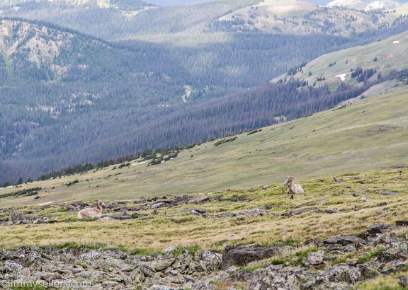 2019-07-Rocky-Mountain-National-Park-588