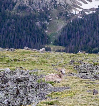 2019-07-Rocky-Mountain-National-Park-594