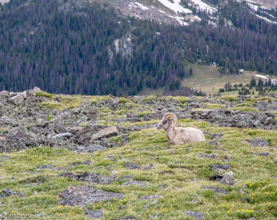 2019-07-Rocky-Mountain-National-Park-598