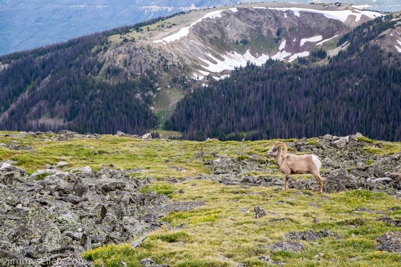 2019-07-Rocky-Mountain-National-Park-599