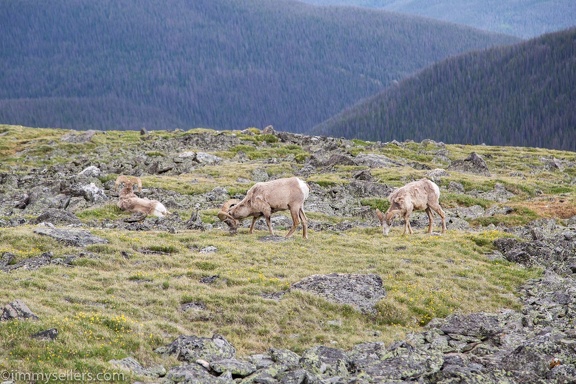 2019-07-Rocky-Mountain-National-Park-603