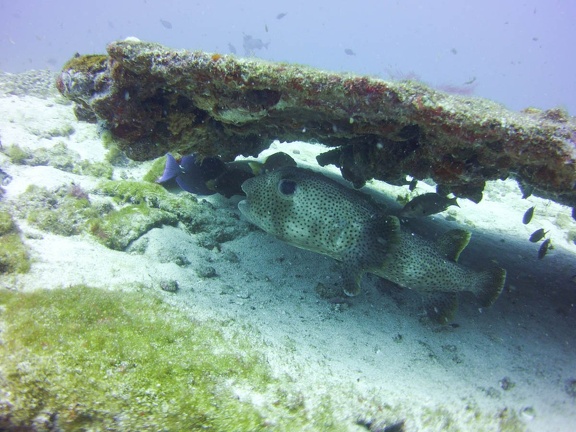 2016-05-Tanya-diving-Mexico-22