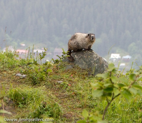 Alaska-2015-07-76