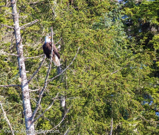 Alaska-2015-07-208