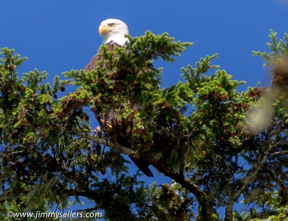 Alaska-2015-07-236