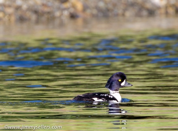 Alaska-2015-07-268