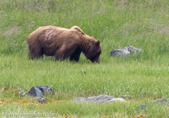 Alaska-2015-07-307