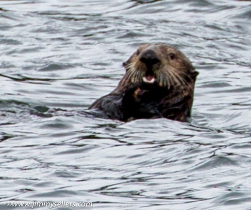 Alaska-2015-07-1024