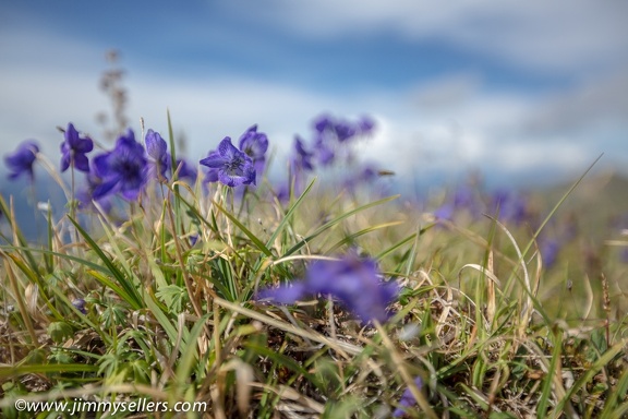 Alaska-2015-07-2233