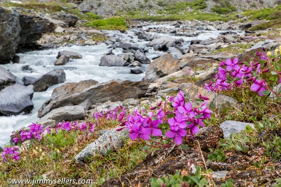 Alaska-2015-07-2362