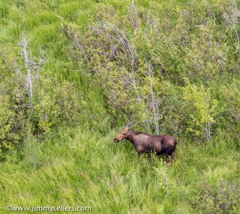 Alaska-2015-07-2629