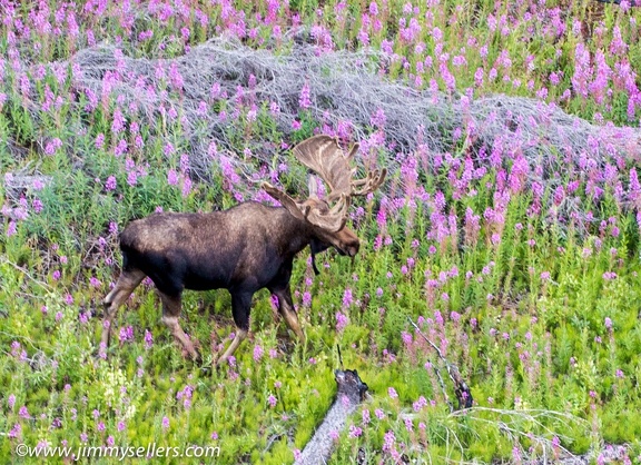 Alaska-2015-07-2684