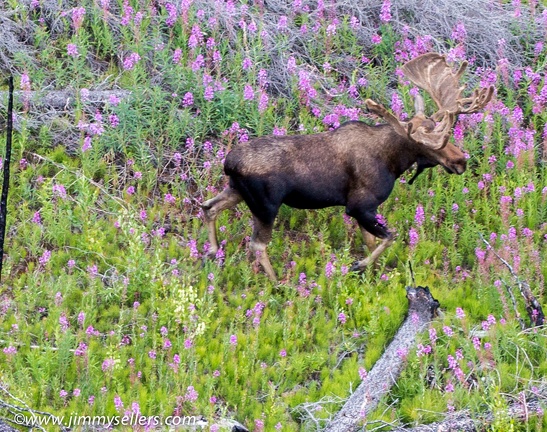 Alaska-2015-07-2685