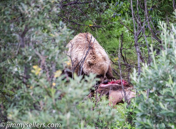 Alaska-2015-07-2842