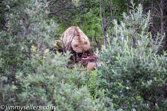 Alaska-2015-07-2843