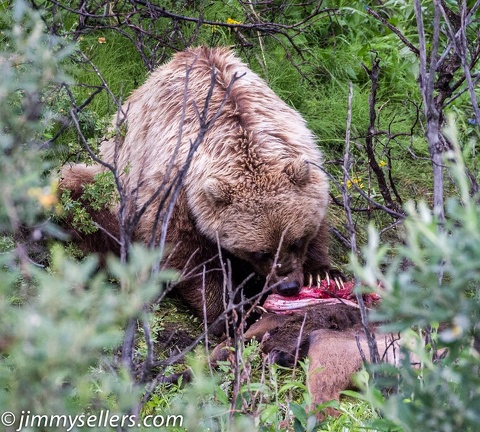 Alaska-2015-07-2844