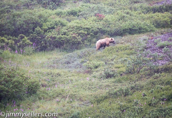 Alaska-2015-07-2888