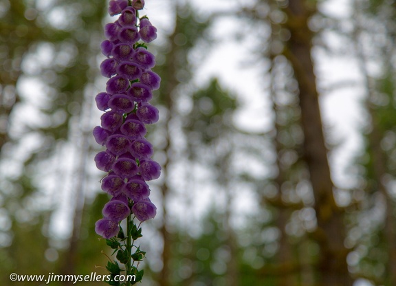 2014-07-Oregon-Washington-July-2014-101