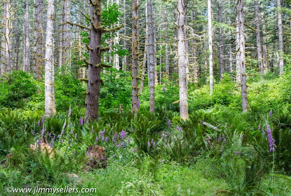 2014-07-Oregon-Washington-July-2014-121