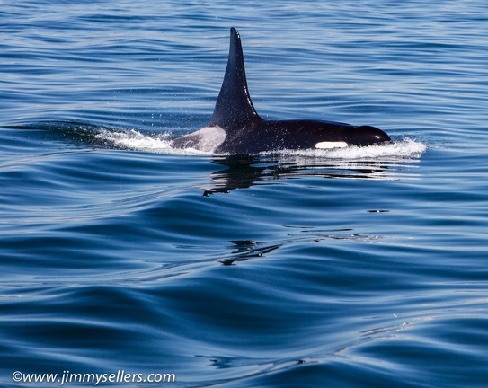 2014-07-Oregon-Washington-July-2014-594