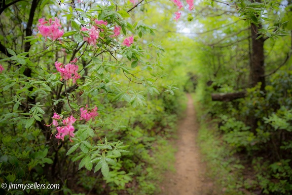 2014-05-Shenandoah-96