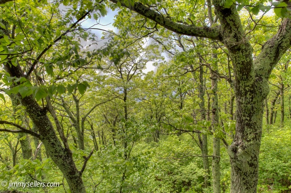 2014-05-Shenandoah-117-HDR