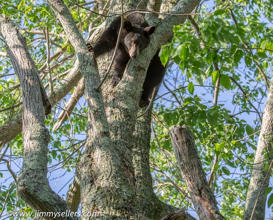 2014-05-Shenandoah-263