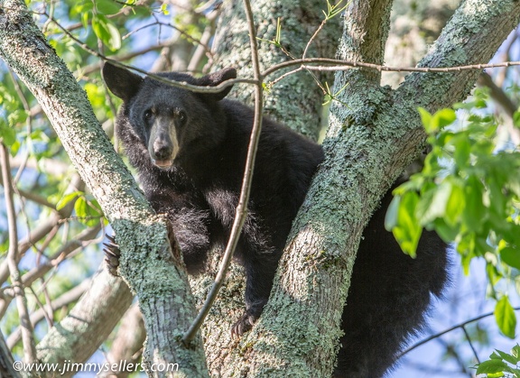 2014-05-Shenandoah-276