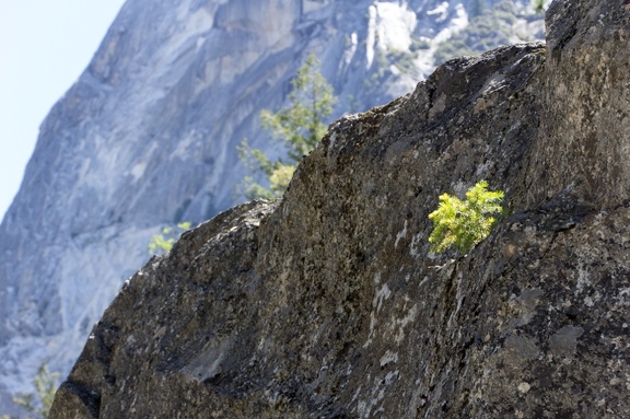Yosemite-May-2013-1013