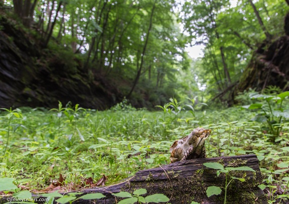 2015-05-31-geocaching-NJ-tunnels-35