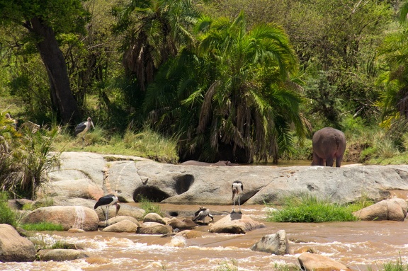 Africa-2013-085