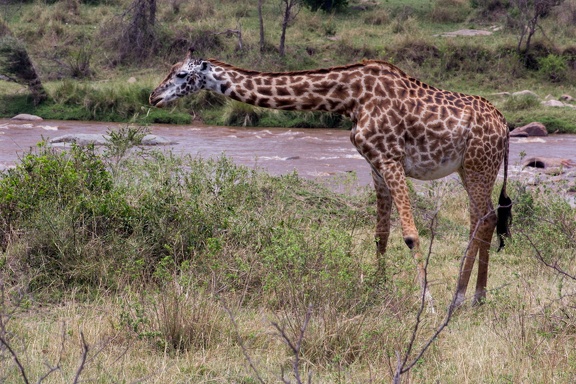 Africa-2013-125