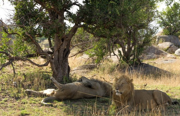 Africa-2013-204