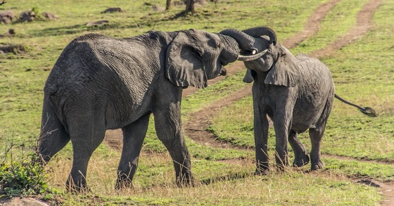 Africa-2013-327