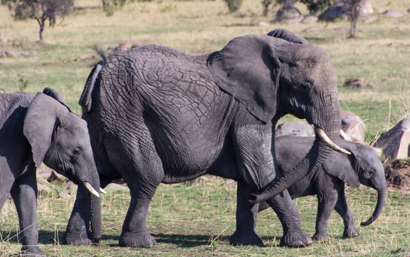 Africa-2013-351